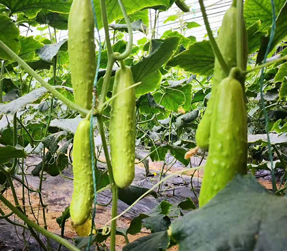 白(bái)玉黃(huáng)瓜